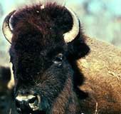 The bison is an endangered animal