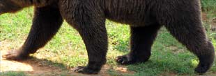 Bear walking on all four feet