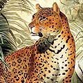 Jungle Cats Screensaver - Free Download