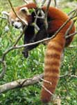 Red Panda, animal