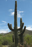 Saguerro Cactus, plant