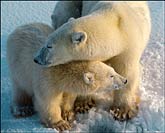 Polar Bear mother and cub