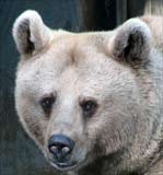 Syrian Brown Bear