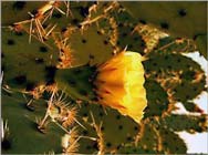 Yellow flower of the prickly pear cactus