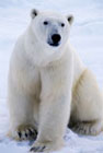Polar Bear in the Arctic snow 