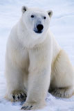 Polar Bear alone