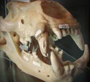 Skull of a Polar Bear