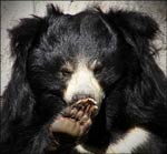Sloth Bear holding up paw