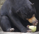 Sun Bear eating a juicy rock melon