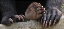 Sun Bear feet showing pads and claws