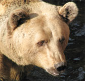 Syrian Brown Bear face