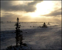 Winter morning on the Arctic tundra