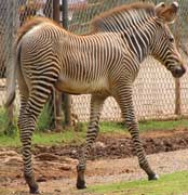 Zebra 2 months old