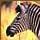 Animals of Africa Game - Free Animals of Africa Game Downloads