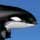 Marine Park Empire Game - Free Marine Park Empire Game Downloads