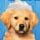 Paws & Claws Pampered Pets Game - Free Paws & Claws Pampered Pets Game Downloads