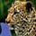 Super Jigsaw Safari Game - Free Super Jigsaw Safari Game Downloads