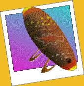 The Aboriginal bullroarer