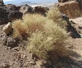 Dead looking plants