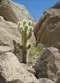 A cactus growing in the rocks