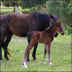 Young foal with mother at Helmsley Stud Farm, Kilmore