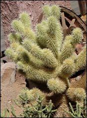 Mojave Desert plants and animals - Case Notes - Episode 3 ...