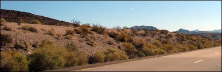 Mojave Desert plants and landscape