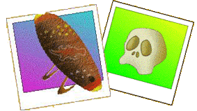 Photo of Ghost Mine Clues - Bullroarer and Skull Photo of Ghost Mine Clues - Bullroarer and Skull