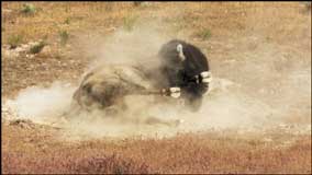 Bison rolling in the dust, taking a dust bath