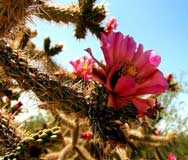Desert Cholla flower
