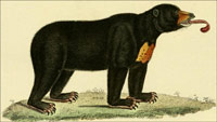 Old drawing of a Sun Bear