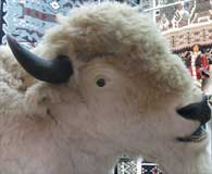 White bison exhibit on display in New Mexico