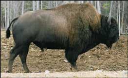 A Wood Bison
