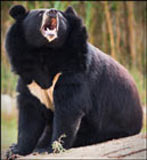 Asiatic Black Bear