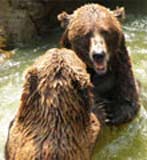 Grizzlies playing in water