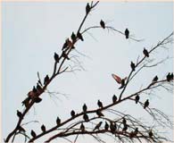 The owls had to shuffle closer together to let the pigeons land