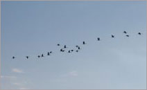 Migrating birds