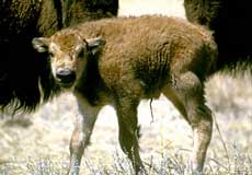 Bison calf