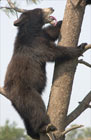 American Black Bear cub in a tree