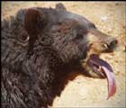 American Black Bear tongue