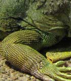 Golden green skin Chameleon