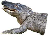 Crocodile smiling