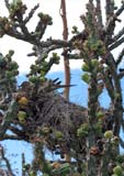 Sonoran Desert cactus with a bird's nest 