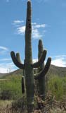 Saguaro cactus in the Sonoran Desert