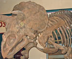 Bones of a Triceratops dinosaur