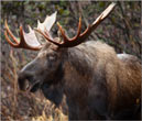 Elk