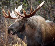 Elk