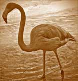 Dull, brown flamingo