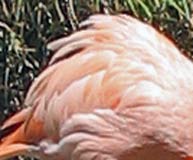 Pink flamingo feathers
