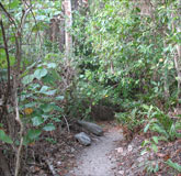 Rainforest habitat